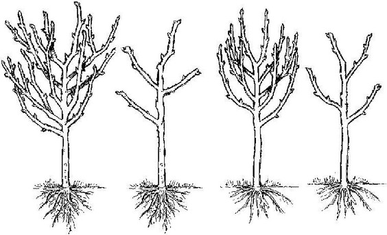 Young Fruit Tree Form Before and After pruning