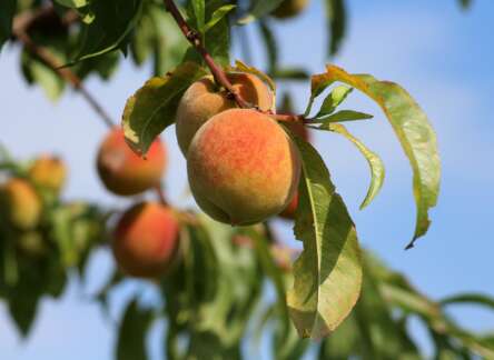 Caring for Fruit Trees