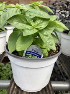 Dolce Fresca Basil in a pot