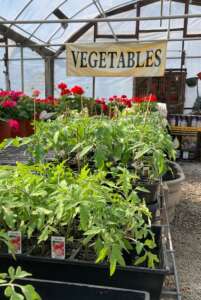 Tomato Plants under a vegetabkes sign