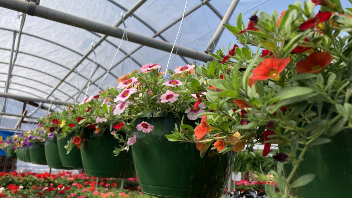 Summer Maintenance of Hanging Baskets & Containers