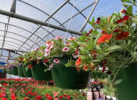 Summer Maintenance of Hanging Baskets & Containers