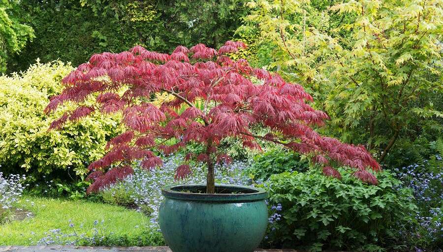 Growing Trees In Containers