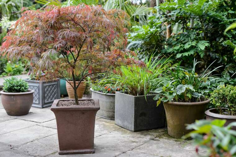Growing Trees In Containers
