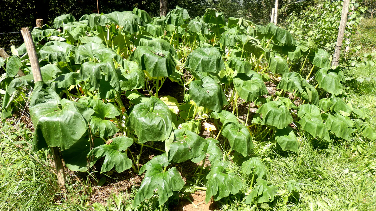 Wilted Plants… Too Dry? Too Wet? Heat Wilt? – Gary's Garden Center