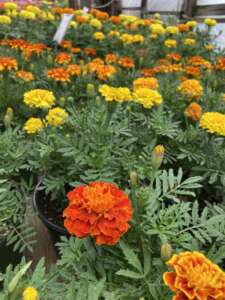 Assorted Marigolds in bloom