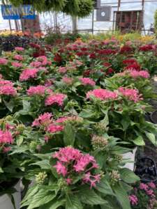 Pink and red Pentas in full bloom