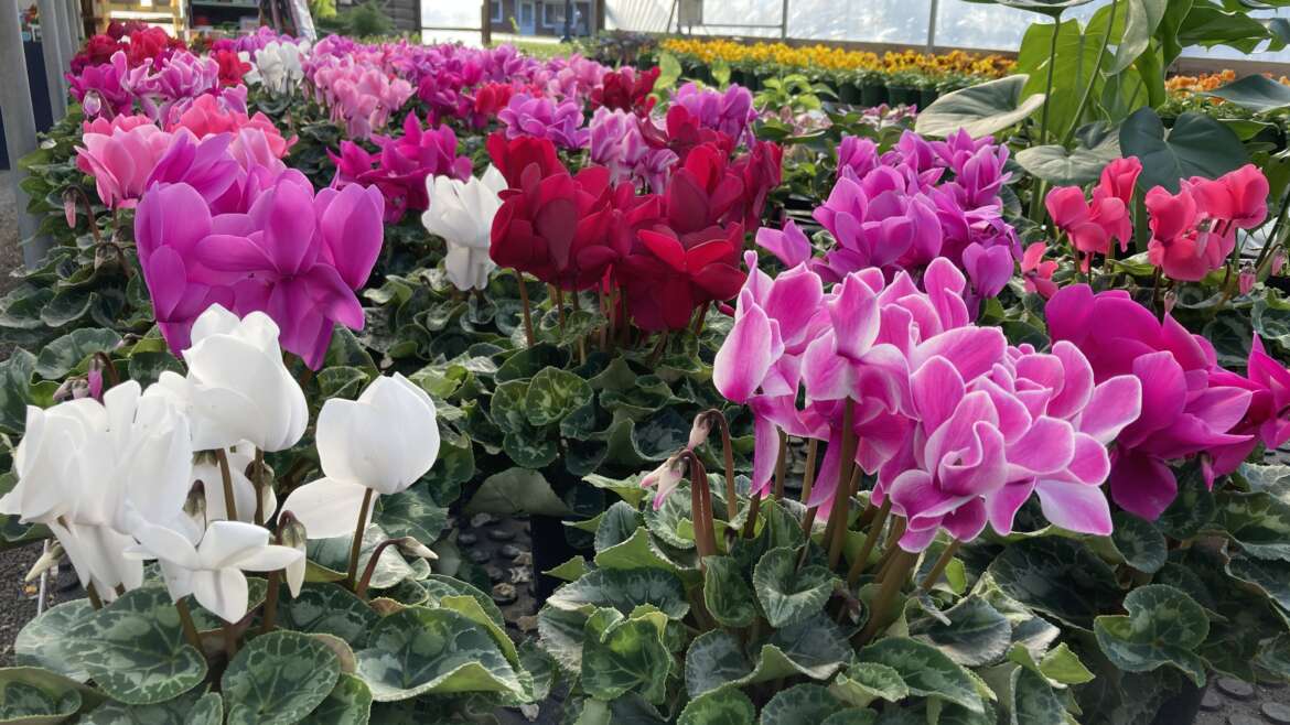Cyclamen Care: Blooms for holidays!