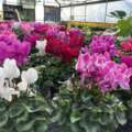 Cyclamen Care: Blooms for holidays!