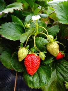 Strawberries growing on a strawberry plant