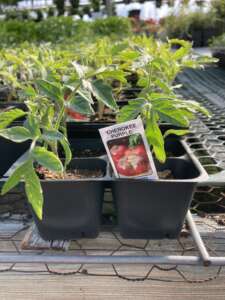 Cherokee Purple Tomato plants