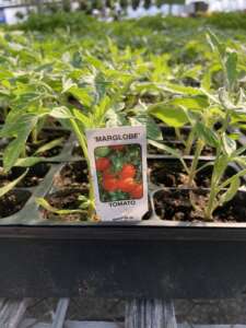 Marglobe Tomato plants with a tag