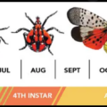 Spotted Lanternfly: What to Expect?