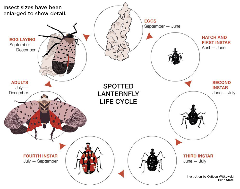 spotted lanternfly life cycle graphic