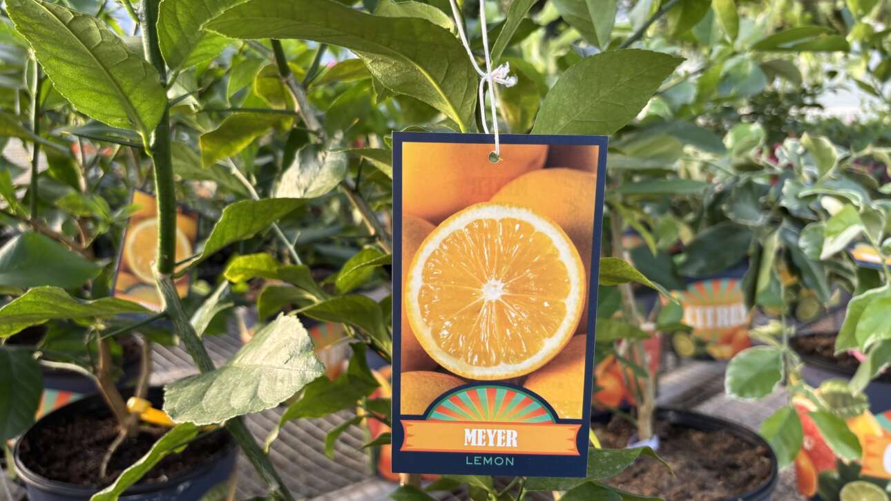 Meyer Lemon tree with tag