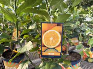 Meyer Lemon tree with tag