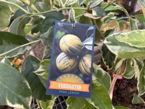 Variegated pink lemon tree with tag