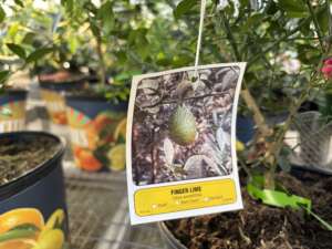 Finger Lime tree with tag
