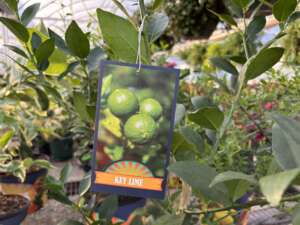 Key lime tree with a tag