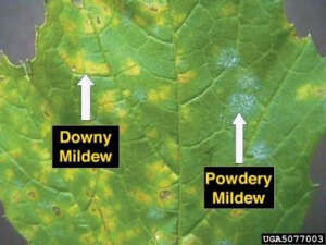 an example of downy mildew vs powdery mildew