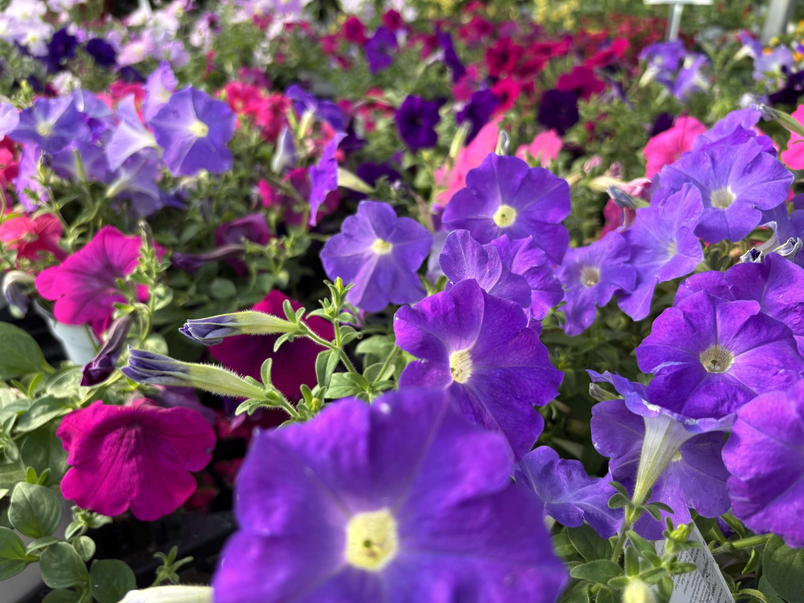 Purple and pink Petunias