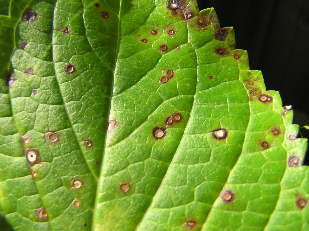 Leaf spot fungus on a hydrangea leaf