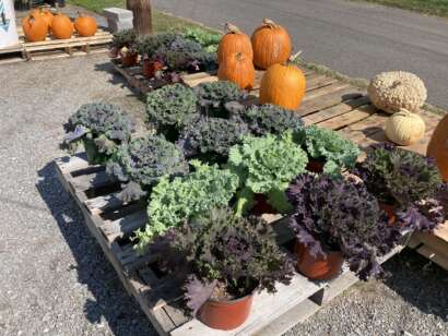 Assorted Ornamental Cabbage