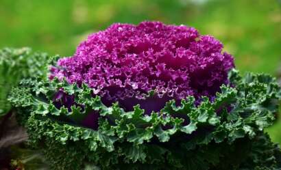 dark purple ornamental cabbage