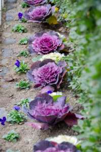 Row of purple ornamental cabbage with dark blue pansies planted in between