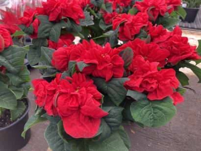 Christmas Rose Poinsettia