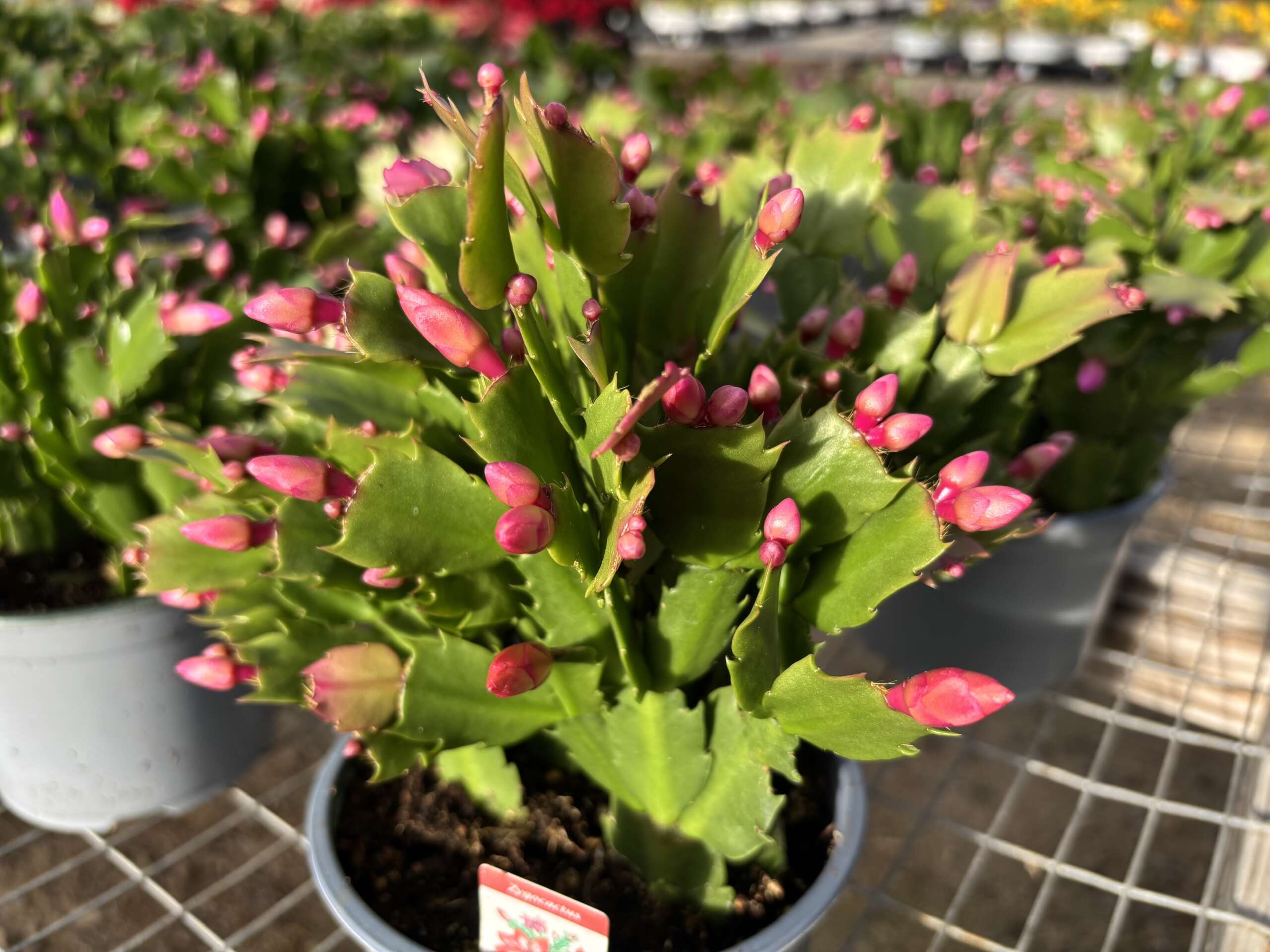 Christmas Cactus loaded with red buds