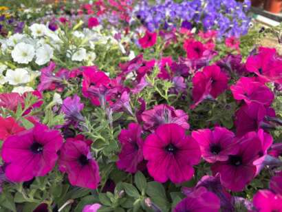 Petunias in full bloom of assorted colors