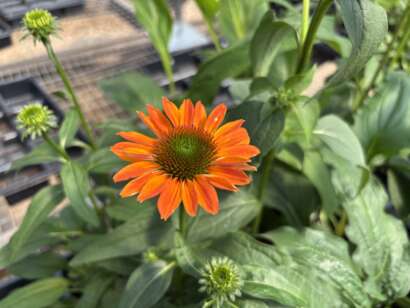 Orange Coneflower