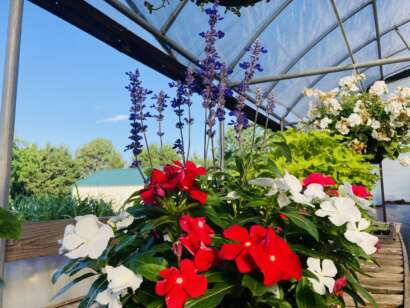 Red and white vinca with blue salvia towering over the vinca